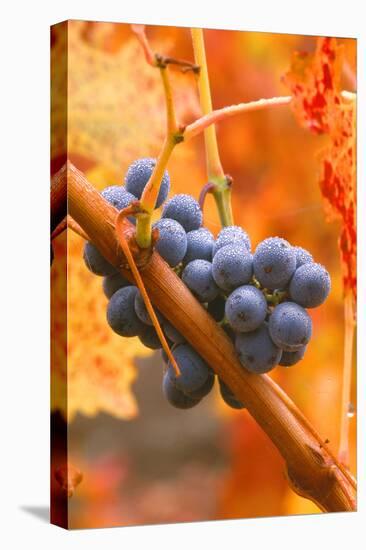 California, Napa Valley, Wine Country, Dew on Cabernet Grapes in Colorful Vineyard-John Alves-Premier Image Canvas
