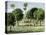 California Orange Grove, 1890s-null-Premier Image Canvas