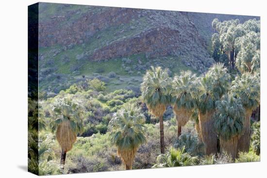 California, Palm Springs, Indian Canyons. California Fan Palm Oasis-Kevin Oke-Premier Image Canvas