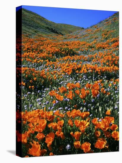 California Poppies and Globe Gilia, Tehachapi Mountains, California, USA-Charles Gurche-Premier Image Canvas