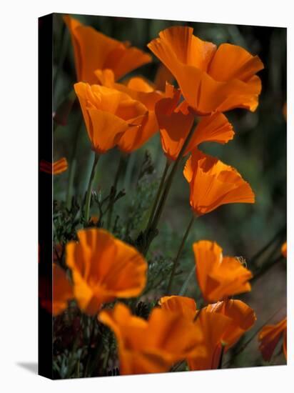 California Poppies, Antelope Valley, California, USA-Jamie & Judy Wild-Premier Image Canvas