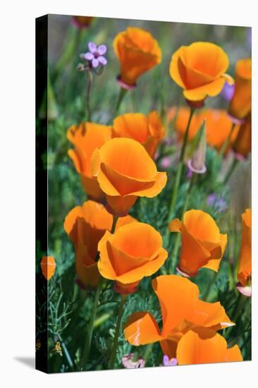 California Poppies, Antelope Valley, California, USA-Russ Bishop-Premier Image Canvas