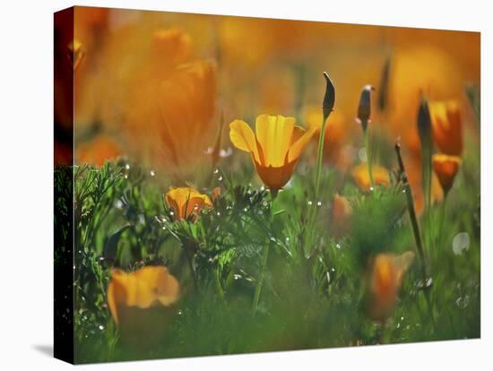 California Poppies, California, Usa-Connie Bransilver-Premier Image Canvas