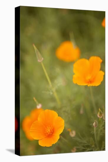 California Poppies II-Karyn Millet-Premier Image Canvas