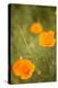 California Poppies II-Karyn Millet-Premier Image Canvas