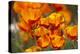 California Poppies in Bloom, Seattle, Washington, USA-Terry Eggers-Premier Image Canvas