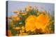 California Poppies in Montana de Oro SP, Los Osos, California-Rob Sheppard-Premier Image Canvas