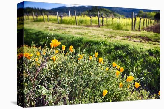 California Poppies In Napa Valley-George Oze-Premier Image Canvas