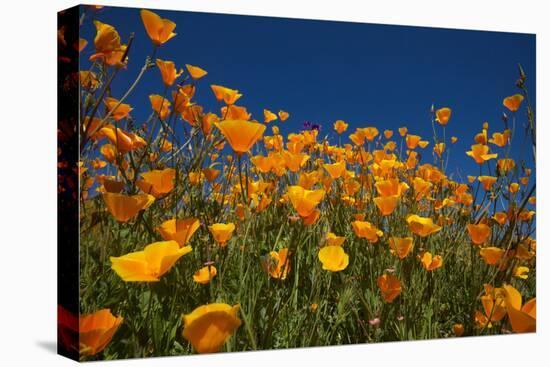 California. Poppies in Rattlesnake Canyon-Jaynes Gallery-Premier Image Canvas