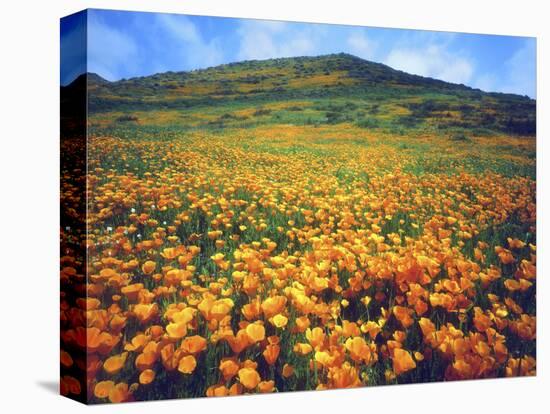 California Poppies, Lake Elsinore, California, USA-Christopher Talbot Frank-Premier Image Canvas