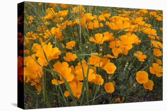 California Poppies, Montana de Oro SP, Los Osos, California-Rob Sheppard-Premier Image Canvas