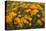 California Poppies, Montana de Oro SP, Los Osos, California-Rob Sheppard-Premier Image Canvas