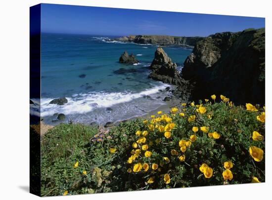 California Poppies on coastal cliff, Jughandle State Reserve, California-Tim Fitzharris-Stretched Canvas