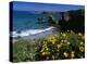 California Poppies on coastal cliff, Jughandle State Reserve, California-Tim Fitzharris-Stretched Canvas