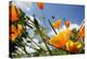 California Poppies-Chris Martin-Bahr-Premier Image Canvas