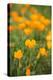 California Poppies-Karyn Millet-Stretched Canvas