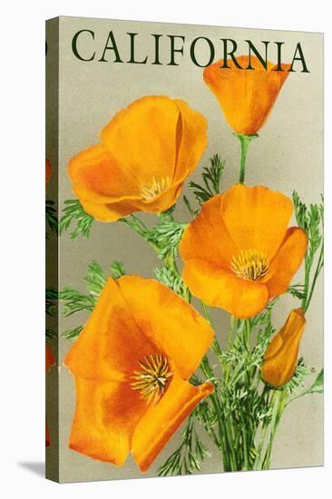 California - Poppies-Lantern Press-Stretched Canvas