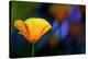 California Poppy 1-Ursula Abresch-Premier Image Canvas