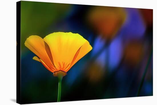 California Poppy 1-Ursula Abresch-Stretched Canvas