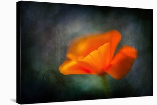 California Poppy 2-Ursula Abresch-Stretched Canvas