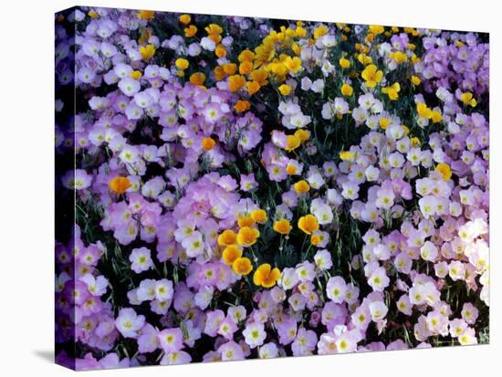 California Poppy and Mexican Primrose, Utah, USA-Howie Garber-Premier Image Canvas