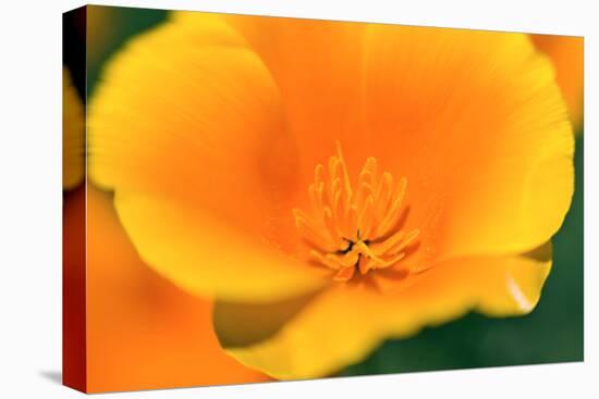 California Poppy detail, Antelope Valley, California, USA-Russ Bishop-Premier Image Canvas