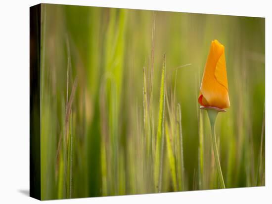 California Poppy in Grass, Paso Robles, California, Usa-Rob Sheppard-Premier Image Canvas