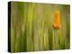 California Poppy in Grass, Paso Robles, California, Usa-Rob Sheppard-Premier Image Canvas