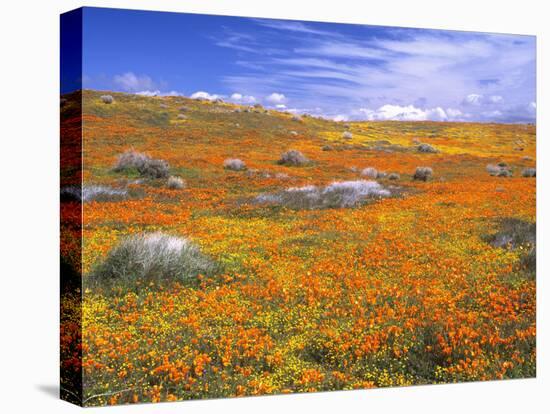 California Poppy Reserve, Lancaster, California, USA-John Alves-Premier Image Canvas