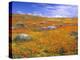 California Poppy Reserve, Lancaster, California, USA-John Alves-Premier Image Canvas