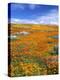 California Poppy Reserve, Lancaster, California, USA-John Alves-Premier Image Canvas