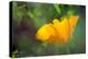 California Poppy, Southern California-Rob Sheppard-Premier Image Canvas