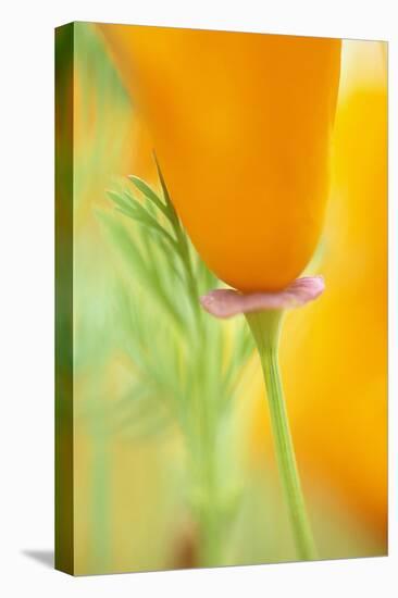 California Poppy-Darrell Gulin-Premier Image Canvas