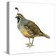 California Quail (Callipepla Californica), Birds-Encyclopaedia Britannica-Stretched Canvas