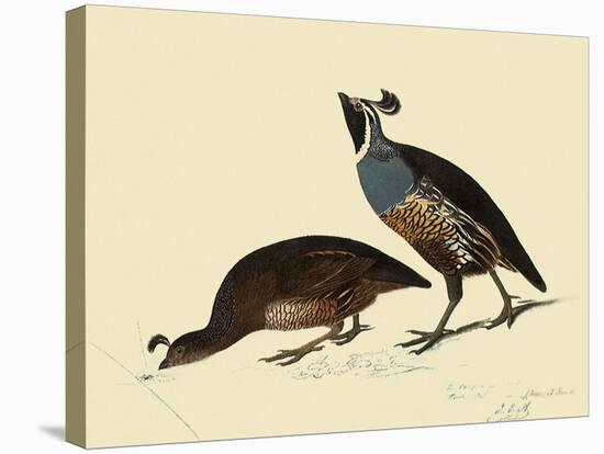 California Quail-John James Audubon-Premier Image Canvas