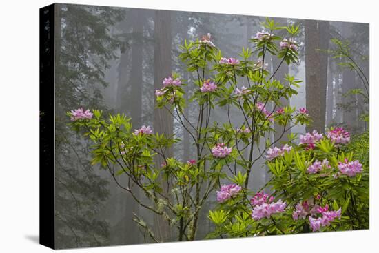 California, Redwood National Park, Lady Bird Johnson Grove, redwood trees with rhododendrons-Jamie & Judy Wild-Premier Image Canvas