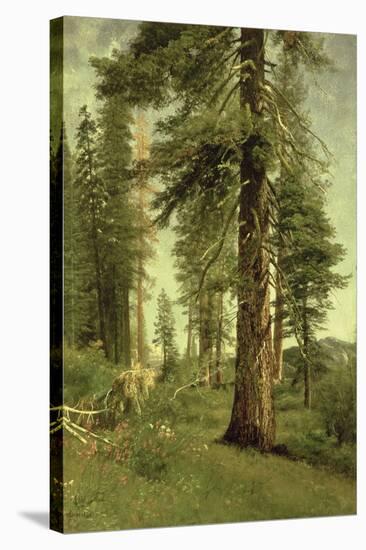 California Redwoods-Albert Bierstadt-Stretched Canvas