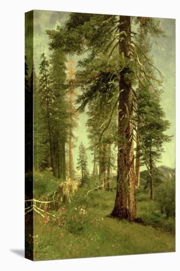 California Redwoods-Albert Bierstadt-Premier Image Canvas