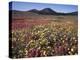 California, San Diego, Rancho Cuyamaca Sp, Flowers by Cuyamaca Lake-Christopher Talbot Frank-Premier Image Canvas