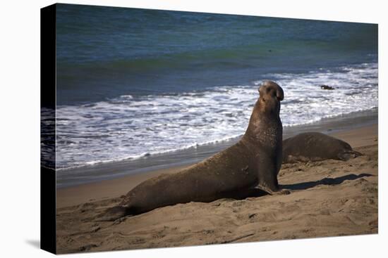 California, San Luis Obispo. Elephant Seal Colony at Piedras Blancas-Kymri Wilt-Premier Image Canvas