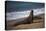 California, San Luis Obispo. Elephant Seal Colony at Piedras Blancas-Kymri Wilt-Premier Image Canvas