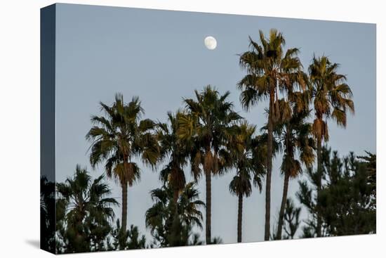 California, Santa Barbara, Bird Sanctuary at Full Moon, Palm Trees-Alison Jones-Premier Image Canvas