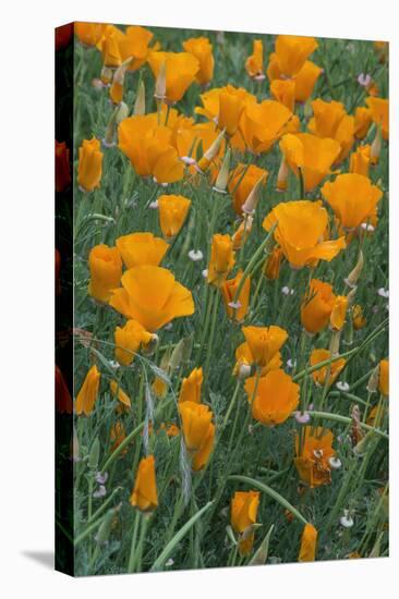 California, Santa Barbara Botanical Garden, California Poppy-Rob Tilley-Premier Image Canvas