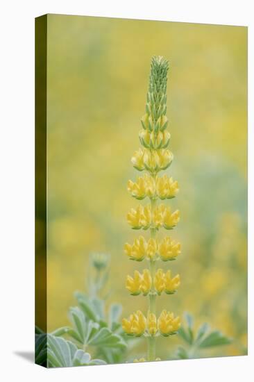 California, Santa Barbara Botanical Garden, Golden Lupine-Rob Tilley-Premier Image Canvas