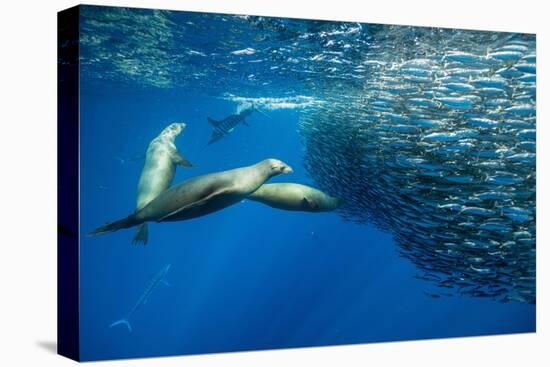 California sea lion feeding on Sardine bait ball, Mexico-Franco Banfi-Premier Image Canvas