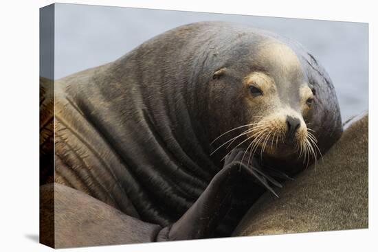 California Sea Lion Resting-Ken Archer-Premier Image Canvas