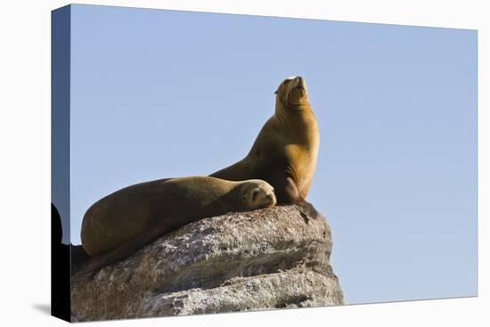 California Sea Lion (Zalophus Californianus), Los Islotes, Baja California Sur, Mexico-Michael Nolan-Premier Image Canvas