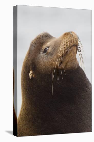 California Sea Lion-Ken Archer-Premier Image Canvas