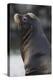 California Sea Lion-Ken Archer-Premier Image Canvas