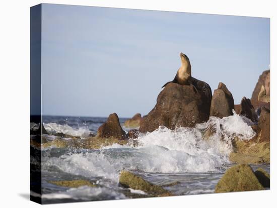 California Sea Lion-DLILLC-Premier Image Canvas